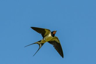 Γενναίοι ταξιδιώτες, εργατικοί γονείς, αγγελιαφόροι της άνοιξης: Όσα πρέπει να γνωρίζετε για τα χελιδόνια