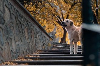 Η κατάλληλη ηλικία για να αρχίσει ένα κουτάβι να χρησιμοποιεί τις σκάλες