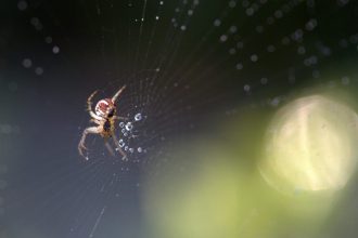 Τσίμπημα από καφέ αράχνη - ερημίτη: Τα συμπτώματα και οι επιπλοκές