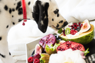 Μπορεί ο σκύλος μου να γίνει βίγκαν;