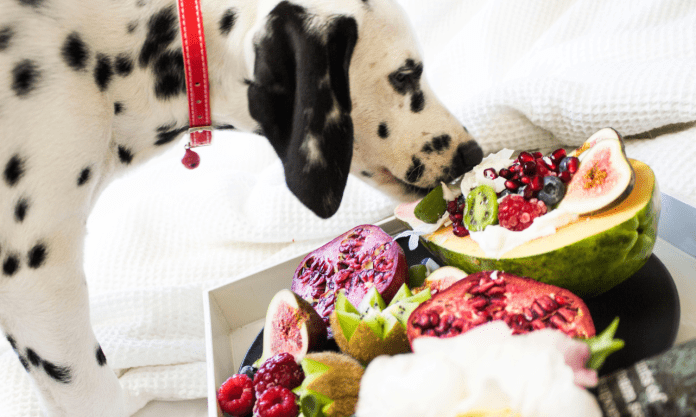 Μπορεί ο σκύλος μου να γίνει βίγκαν;