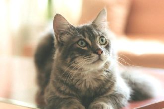 Γιατί το πένθος από το θάνατο ενός κατοικιδίου μπορεί να συγκριθεί με αυτό της ανθρώπινης απώλειας