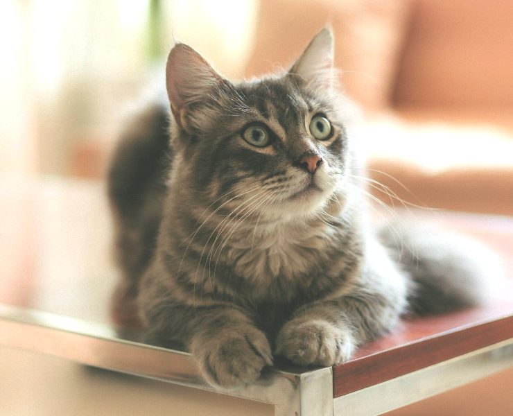 Γιατί το πένθος από το θάνατο ενός κατοικιδίου μπορεί να συγκριθεί με αυτό της ανθρώπινης απώλειας