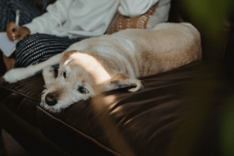 Παρουσίαση βιβλίου “Σήματα ηρεμίας: Μιλώντας τη γλώσσα των σκύλων” με την Εύη Καπανιέρη στο "Πολύεδρο"