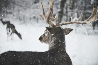 Τα πιο παράξενα πράγματα που δεν έχετε ακούσει για τους ταράνδους
