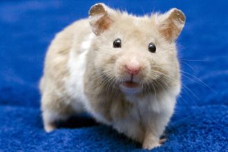 Τροποποίησαν γενετικά ποντίκια για να… «τραυλίζουν»