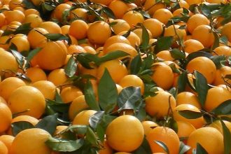 Την Κυριακή 24 Νοεμβρίου η 4η Γιορτή Πορτοκαλιού