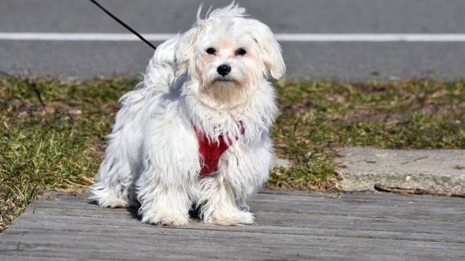 Πότε είναι καλύτερα να πηγαίνει βόλτα ο σκύλος; Πριν, ή μετά το φαγητό;