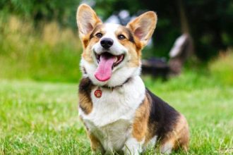 Η γλυκιά ουσία που μπορούν να φάνε οι σκύλοι