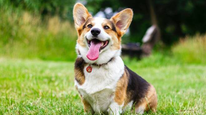 Η γλυκιά ουσία που μπορούν να φάνε οι σκύλοι