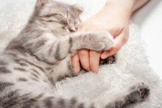Πώς θα κάνετε μια γάτα να σας αγαπήσει