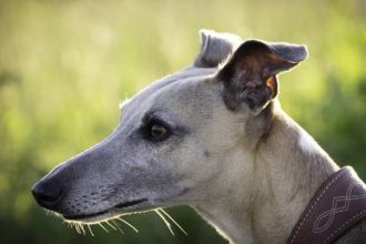 Μπορεί ένας ενήλικος σκύλος που νιώθει άβολα με διάφορα ερεθίσματα να τα ξεπεράσει;