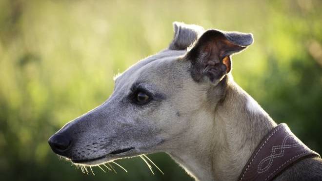 Μπορεί ένας ενήλικος σκύλος που νιώθει άβολα με διάφορα ερεθίσματα να τα ξεπεράσει;