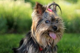 Σκύλος: Τα «συν» και τα «πλην» για την ωμή τροφή