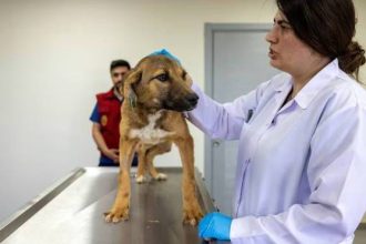 Τουρκία: Κατακραυγή για νομοσχέδιο που επιτρέπει τη θανάτωση αδέσποτων σκύλων