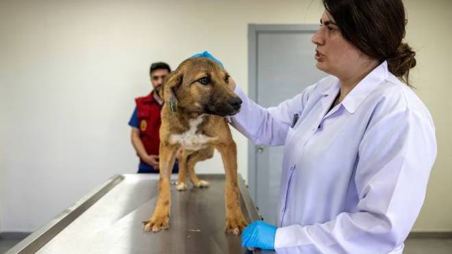 Τουρκία: Κατακραυγή για νομοσχέδιο που επιτρέπει τη θανάτωση αδέσποτων σκύλων