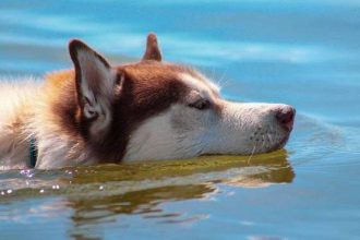 Να πάρω τον σκύλο μου στην παραλία; Πώς θα περάσετε καλά και οι δύο