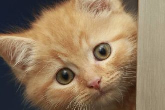 9 πράγματα που κάνετε και στενοχωρούν τη γάτα σας