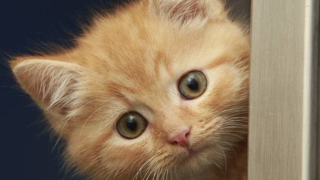 9 πράγματα που κάνετε και στενοχωρούν τη γάτα σας