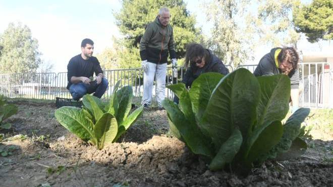 Αστικοί λαχανόκηποι στο Πάρκο Εκπαιδευτικών Δράσεων του Δήμου Πατρέων