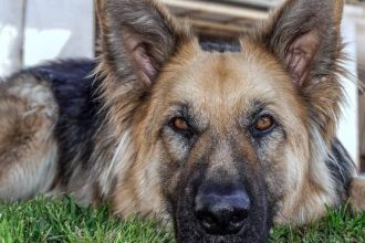 Ο σκύλος ζει μόνιμα στον κήπο – Ο αρνητικός αντίκτυπος που έχει αυτό στον χαρακτήρα του