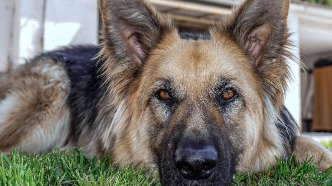 Ο σκύλος ζει μόνιμα στον κήπο – Ο αρνητικός αντίκτυπος που έχει αυτό στον χαρακτήρα του