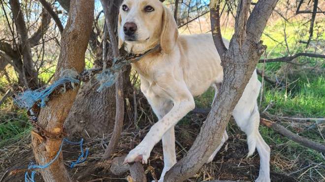 Νέο περιστατικό κακοποίησης ζώου: Βρέθηκε σκυλάκι αλυσοδεμένο και σκελετωμένο, στο δάσος της Στροφυλιάς (ΦΩΤΟ - ΒΙΝΤΕΟ)