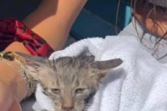 Τουρίστρια έπεσε στη θάλασσα για να σώσει γατάκι που πνιγόταν