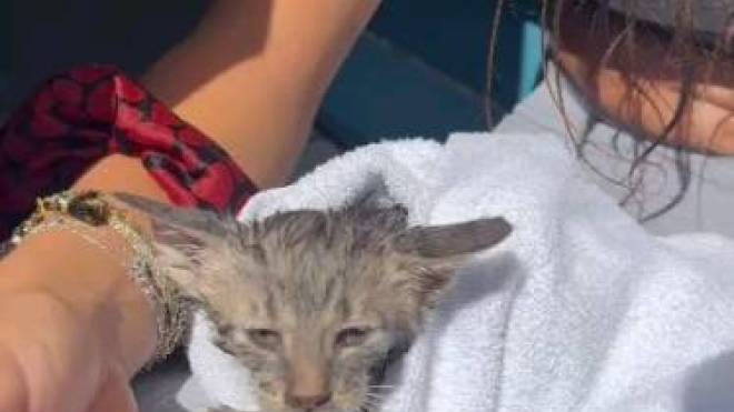 Τουρίστρια έπεσε στη θάλασσα για να σώσει γατάκι που πνιγόταν