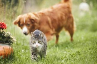 Οι 3 λόγοι που οι σκύλοι τρελαίνονται να κυνηγούν γάτες