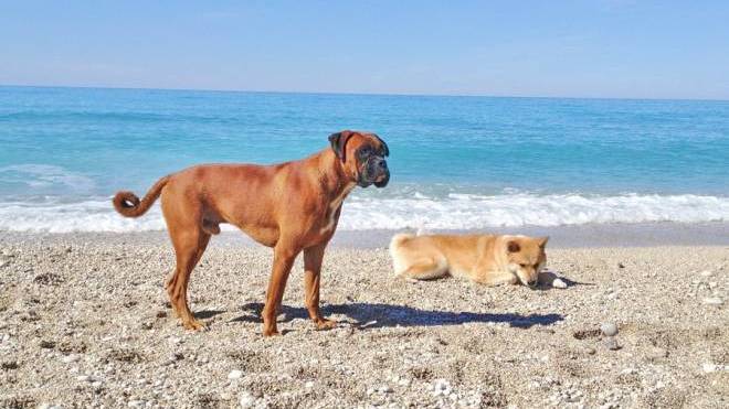 Χρειάζονται οι σκύλοι αντηλιακό;