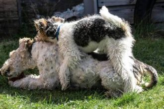 Πότε πρέπει να μας προβληματίσει το «καβάλημα» του σκύλου μας