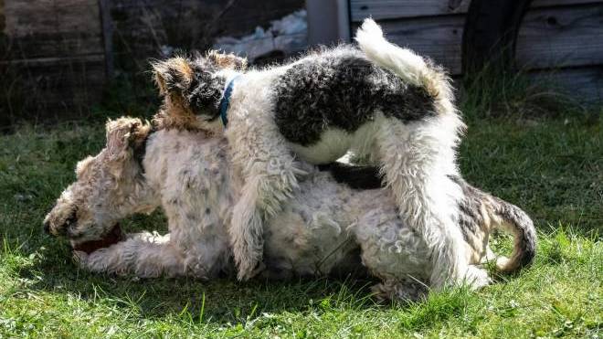 Πότε πρέπει να μας προβληματίσει το «καβάλημα» του σκύλου μας