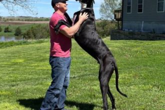 Αυτός είναι ο Κέβιν, ο πιο ψηλός σκύλος στον κόσμο