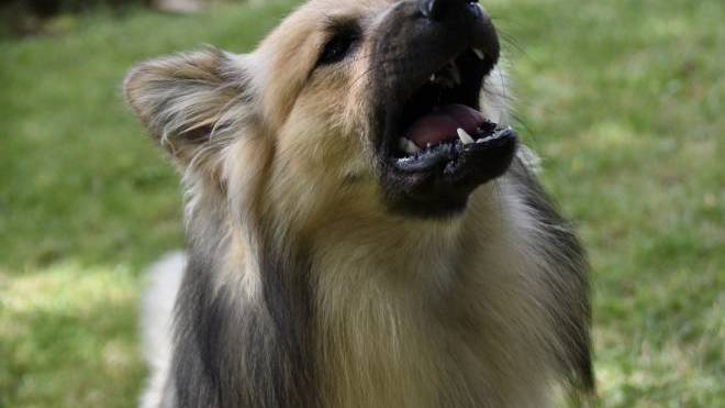 Είναι το γάβγισμα σημάδι επιθετικότητας;