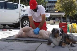 Safety Project: Σεμινάριο Πρώτων Βοηθειών για σκύλους στην Πάτρα