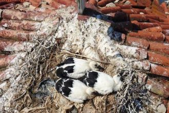 Δακτυλίωση νεοσσών λευκοπελάργων στο Εθνικό Πάρκο Υγρότοπου Κοτυχίου-Στροφυλιάς