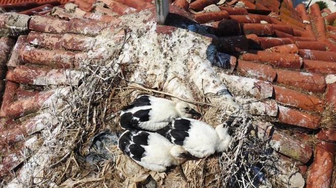 Δακτυλίωση νεοσσών λευκοπελάργων στο Εθνικό Πάρκο Υγρότοπου Κοτυχίου-Στροφυλιάς