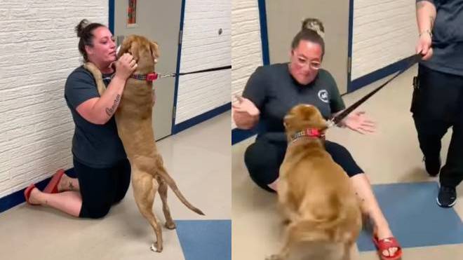Η συγκινητική στιγμή που γυναίκα βλέπει ξανά τον σκύλο της 2 χρόνια μετά την εξαφάνισή του