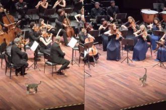 Βίντεο: Περίεργη… γάτα ανεβαίνει στη σκηνή για να δει από κοντά την ορχήστρα να ερμηνεύει Μπετόβεν
