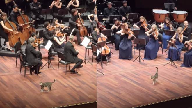 Βίντεο: Περίεργη… γάτα ανεβαίνει στη σκηνή για να δει από κοντά την ορχήστρα να ερμηνεύει Μπετόβεν