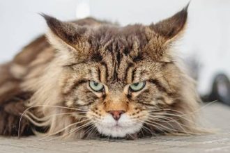 Γάτα: Έχει «εχθρικές» διαθέσεις προς το είδος της και τους ανθρώπους - Τι μπορούμε να κάνουμε