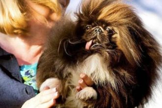 Αυτό το πεκινουά είναι και επίσημα ο πιο άσχημος σκύλος του κόσμου