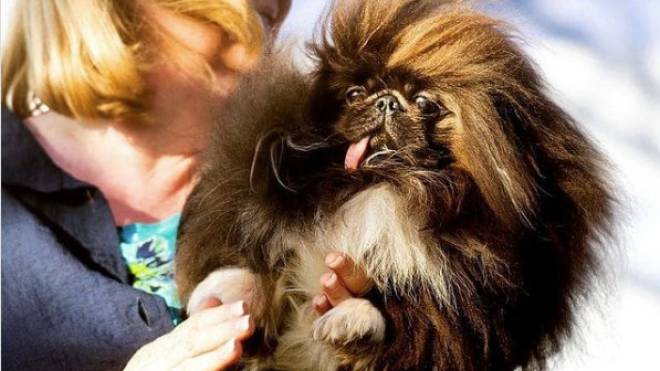 Αυτό το πεκινουά είναι και επίσημα ο πιο άσχημος σκύλος του κόσμου