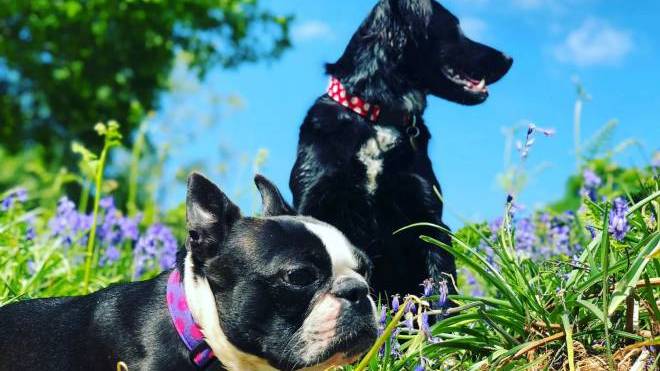 Έχουν οι σκύλοι προφορά; Τι επηρεάζει το γάβγισμά τους