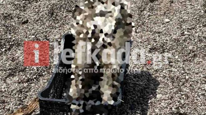 Λευκάδα: Σοκ στους λουόμενους - Βρέθηκε σώμα παιδιού