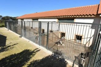 Καταφύγιο αδέσποτων στο Δρέπανο: Οι ώρες επίσκεψης των πολιτών