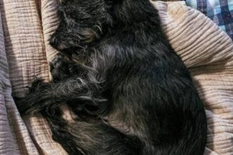 Ο σκύλος πριν πέσει για ύπνο κουλουριάζεται – Άραγε, γιατί το κάνει;