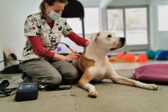 Φυσικοθεραπεία για κατοικίδια