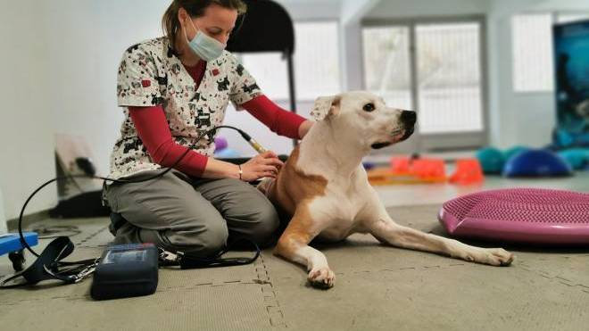 Φυσικοθεραπεία για κατοικίδια